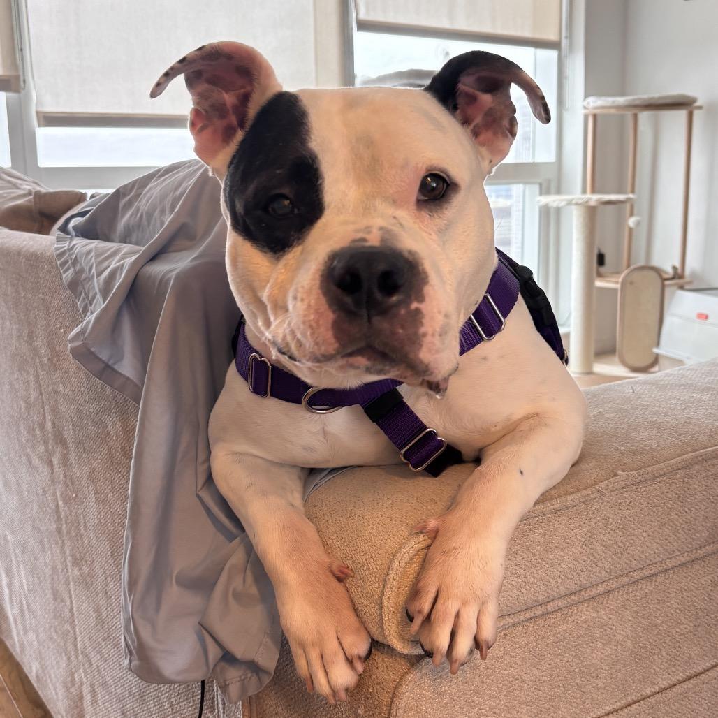 Enlarge PB & J, a Adoptable Mixed Breed in Jersey City, NJ image 2/6