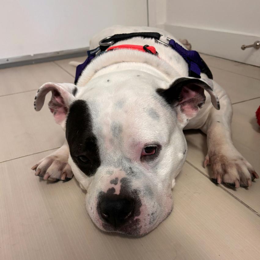 Enlarge PB & J, a Adoptable Mixed Breed in Jersey City, NJ image 3/6