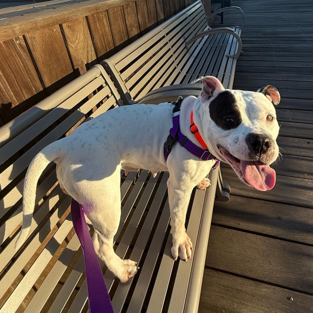 Enlarge PB & J, a Adoptable Mixed Breed in Jersey City, NJ image 4/6