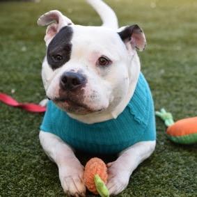 Enlarge PB & J, a Adoptable Mixed Breed in Jersey City, NJ image 5/6