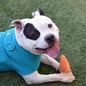 Enlarge PB & J, a Adoptable Mixed Breed in Jersey City, NJ image 6/6