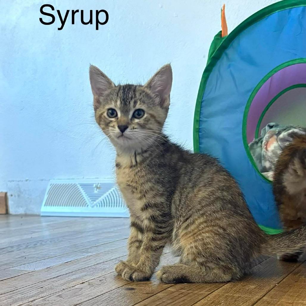 Syrup, a Adoptable Domestic Short Hair in Chillicothe, IL image 1/3