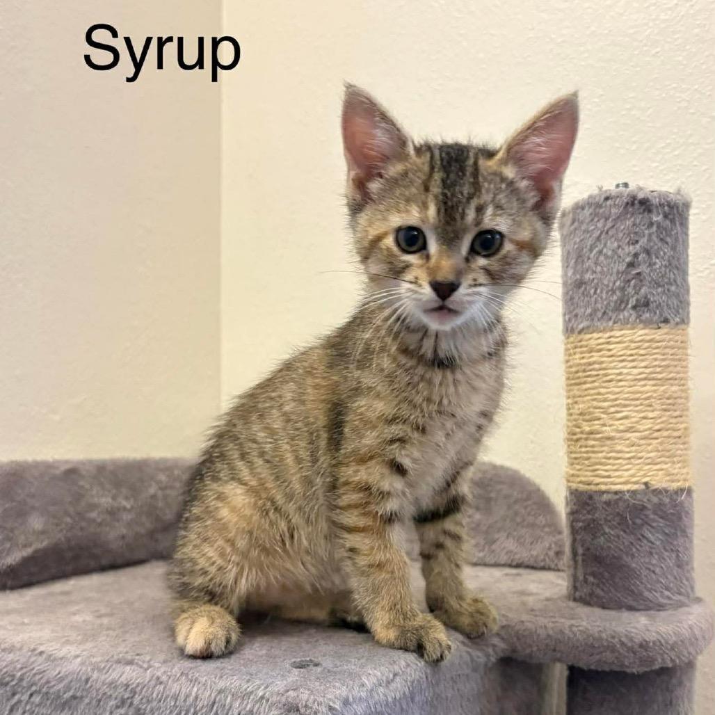 Syrup, a Adoptable Domestic Short Hair in Chillicothe, IL image 2/3