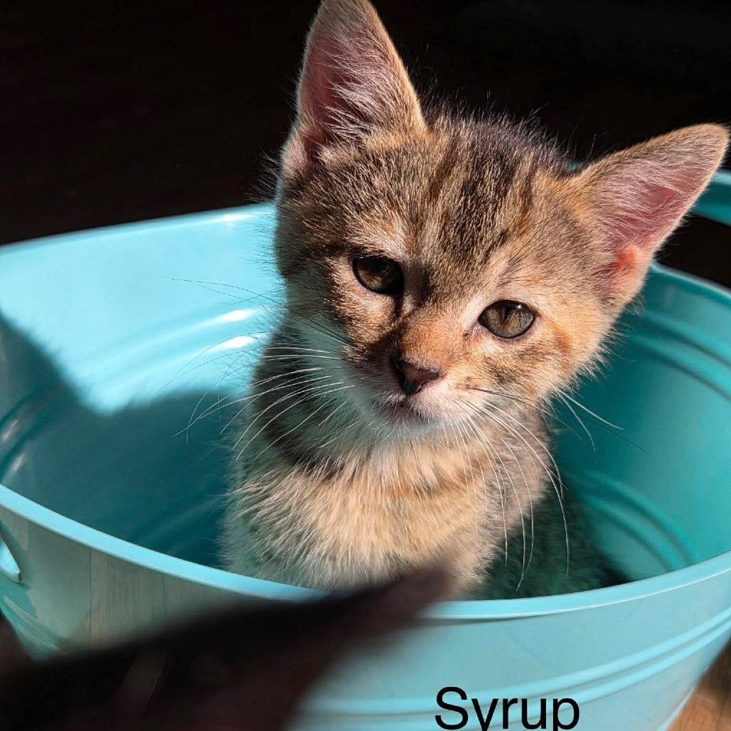 Syrup, a Adoptable Domestic Short Hair in Chillicothe, IL image 3/3