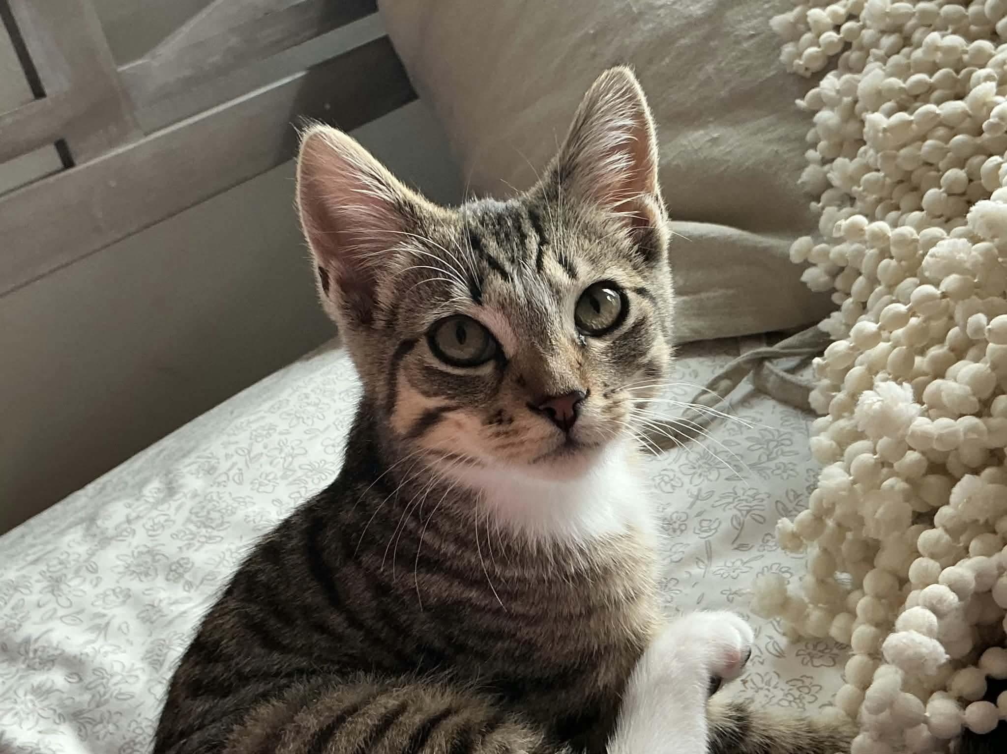 Fern & Hazel (Sisters Furrever), a ADOPTABLE Domestic Short Hair in Gladstone, OR image 2/3