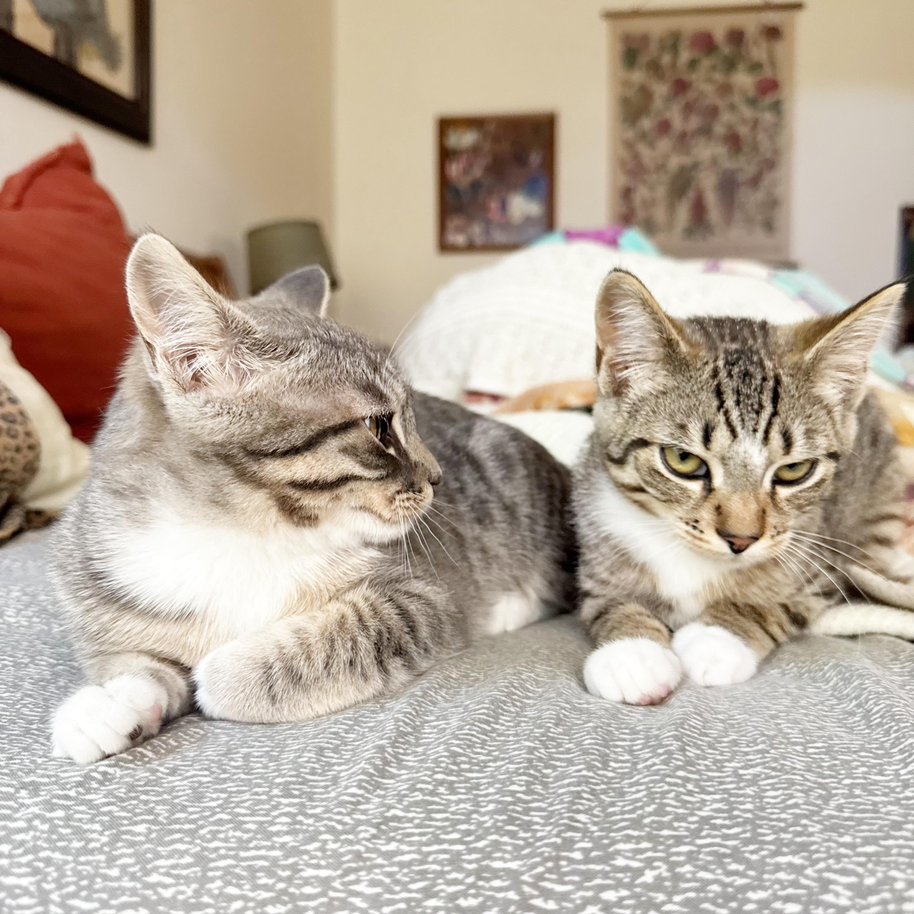 Fern & Hazel (Sisters Furrever), ADOPTABLE, Kitten Female Domestic Short Hair.