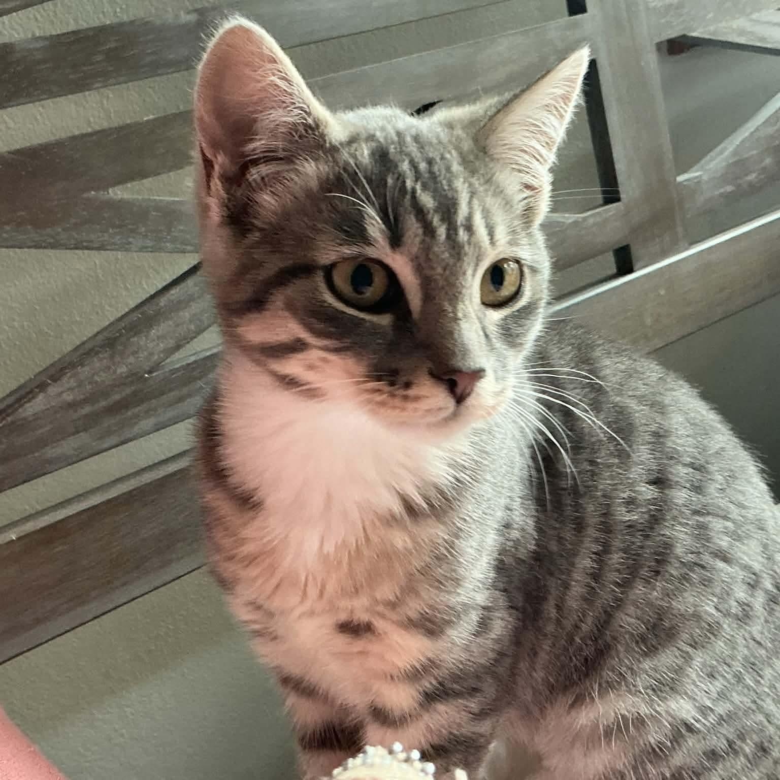 Fern & Hazel (Sisters Furrever), a ADOPTABLE Domestic Short Hair in Gladstone, OR image 3/3