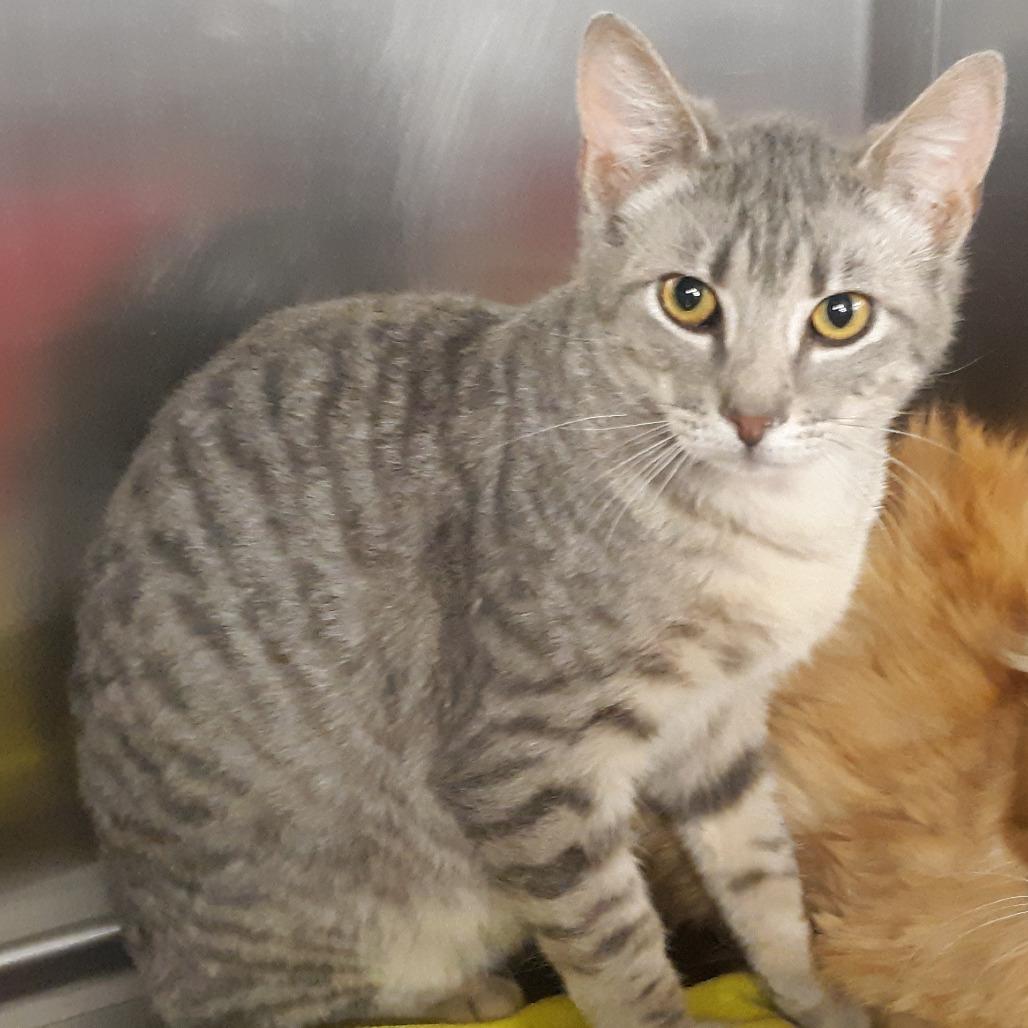 Smoky, Adoptable, Young Male Domestic Short Hair.