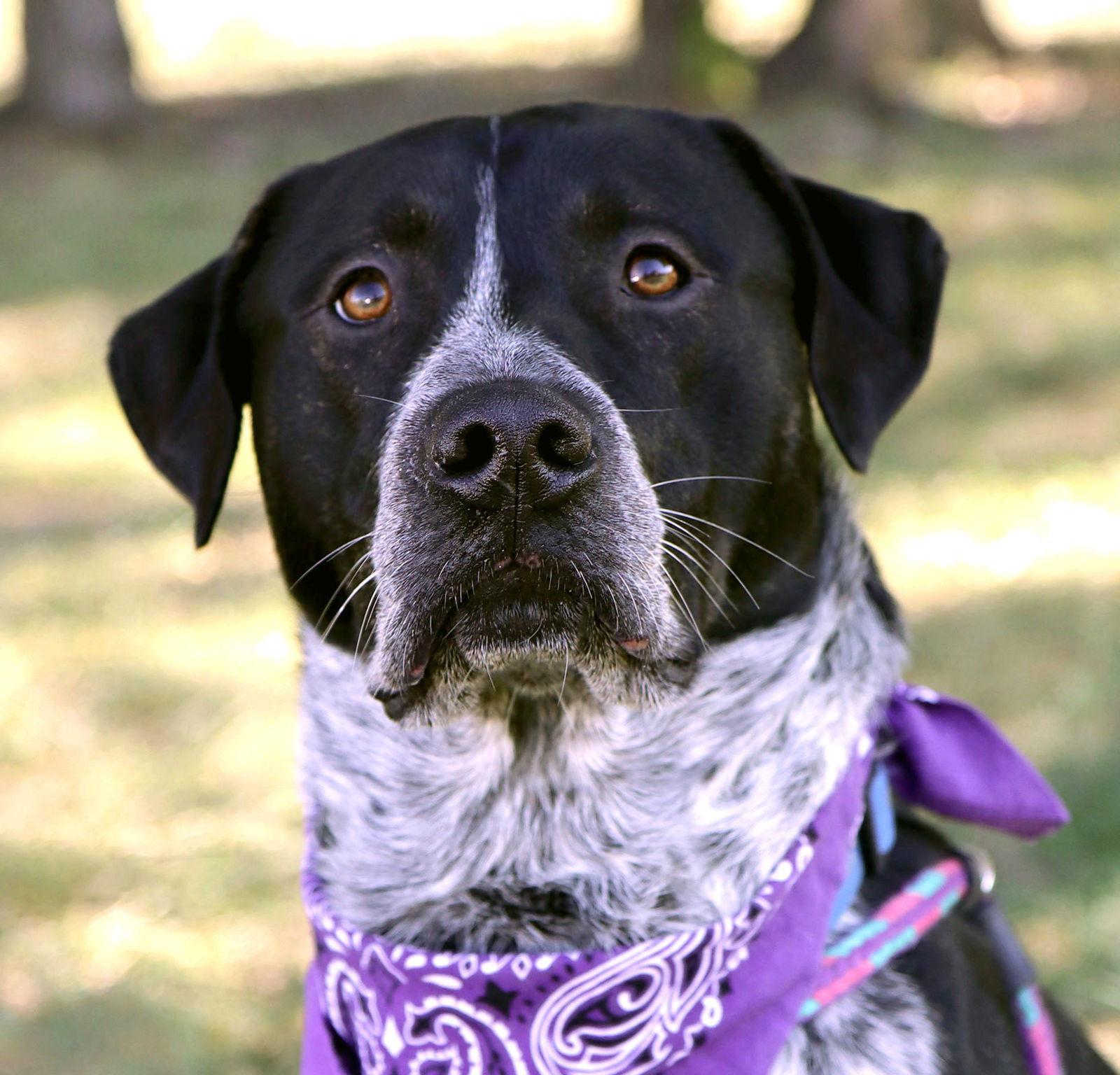 Lucian, Adoptable, Adult Male Australian Cattle Dog / Blue Heeler.