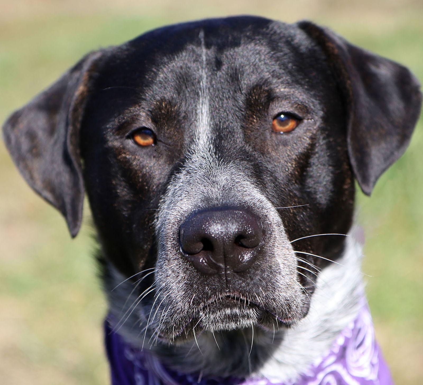 Enlarge Lucian, a Adoptable Australian Cattle Dog / Blue Heeler in Kansas City, MO image 2/3