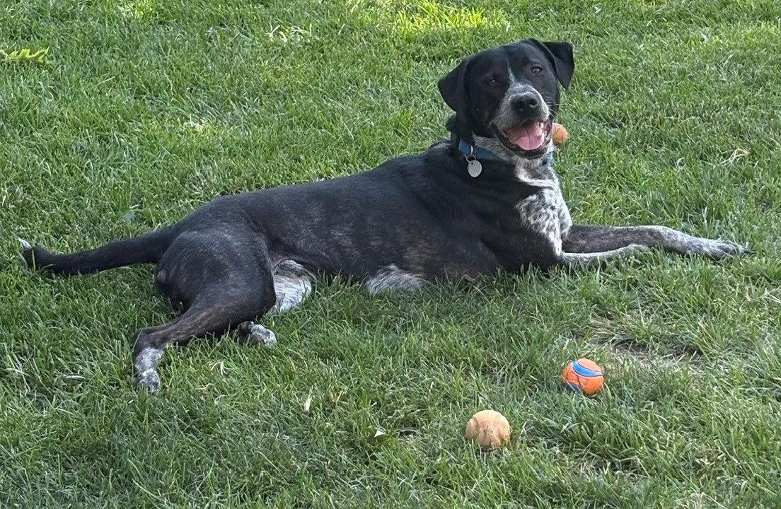 Enlarge Lucian, a Adoptable mixed breed in Kansas City, MO image 2/3
