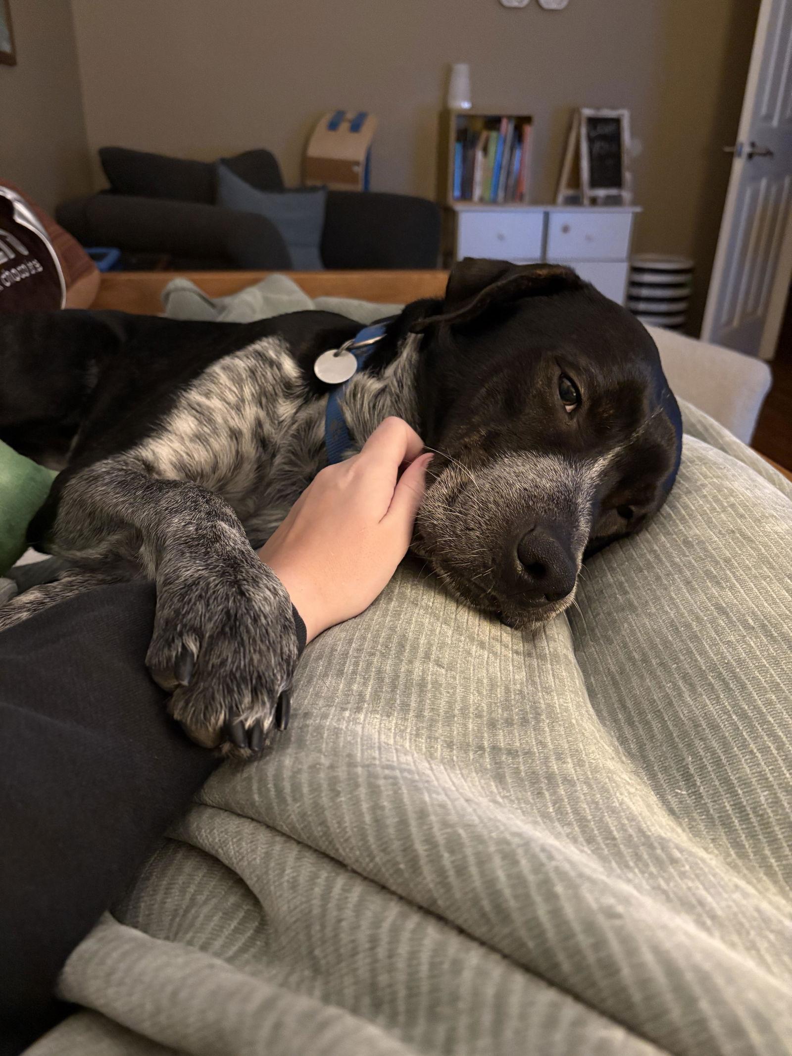 Enlarge Lucian, a Adoptable Australian Cattle Dog / Blue Heeler in Kansas City, MO image 3/3