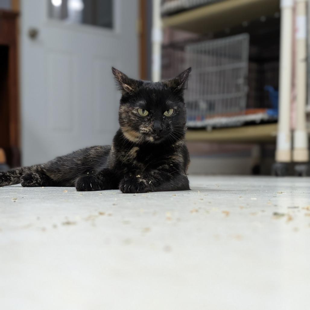 Sassy, Adoptable, Young Female Domestic Short Hair.