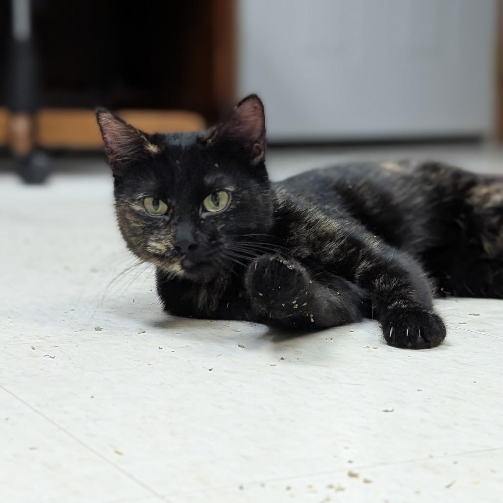 Enlarge Sassy, a Adoptable Domestic Short Hair in Milford, IA image 2/4