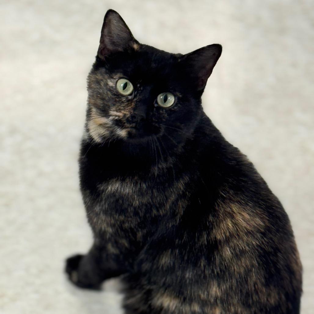 Enlarge Sassy, a Adoptable Domestic Short Hair in Milford, IA image 3/4