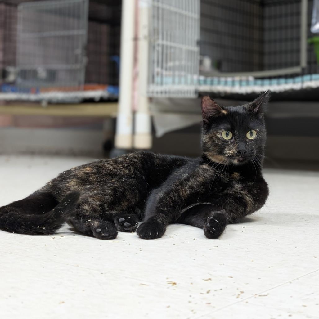 Enlarge Sassy, a Adoptable Domestic Short Hair in Milford, IA image 4/4