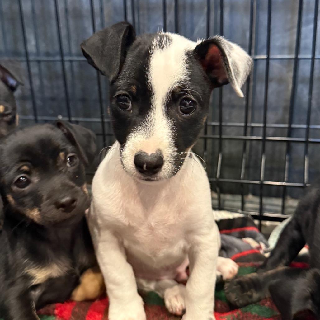 Chandler, Adoptable, Puppy Male Chihuahua.