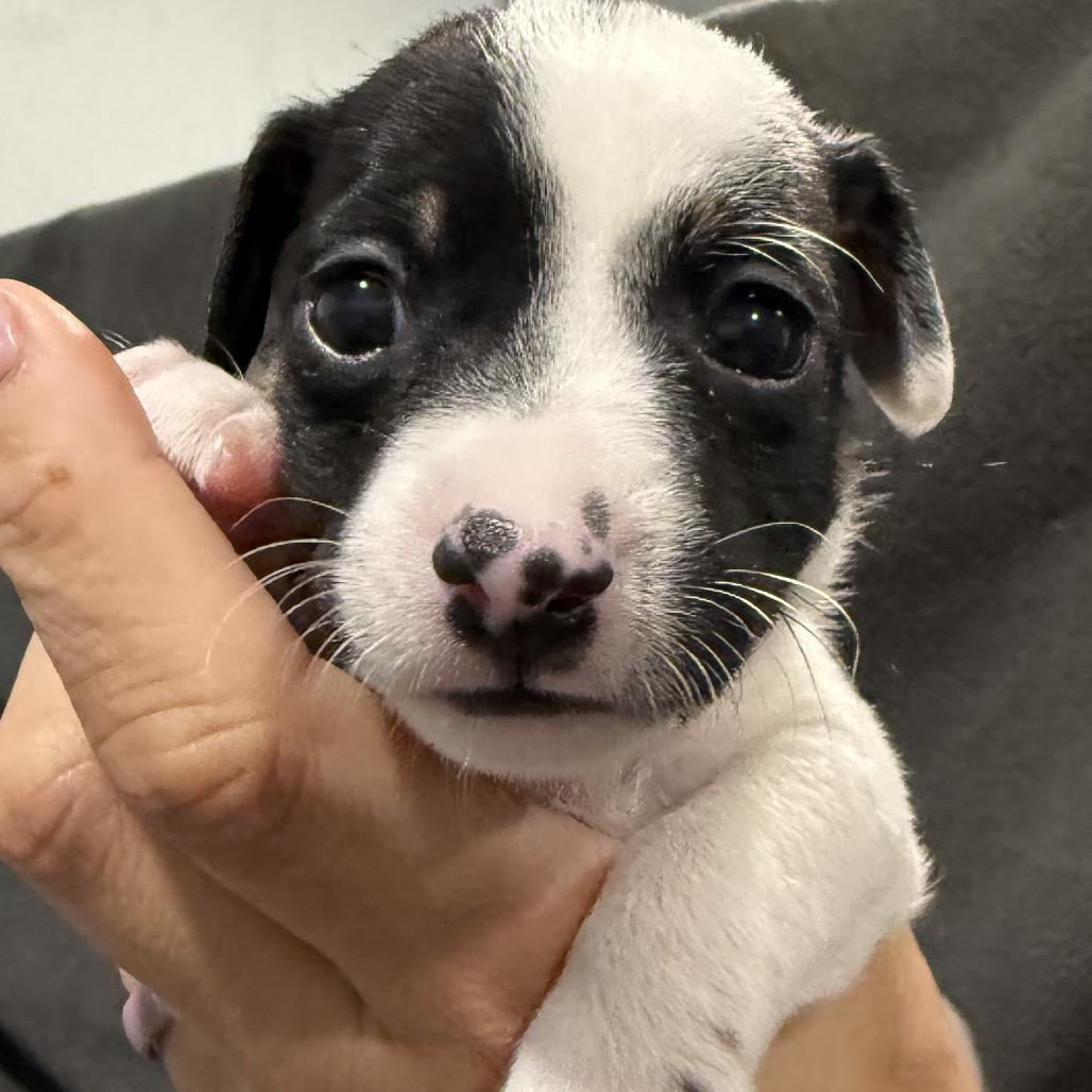 Enlarge Chandler, a Adoptable Chihuahua in Katy, TX image 2/3