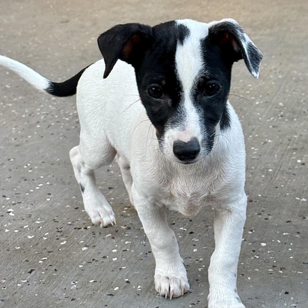 Enlarge Chandler, a Adoptable Chihuahua in Katy, TX image 3/3