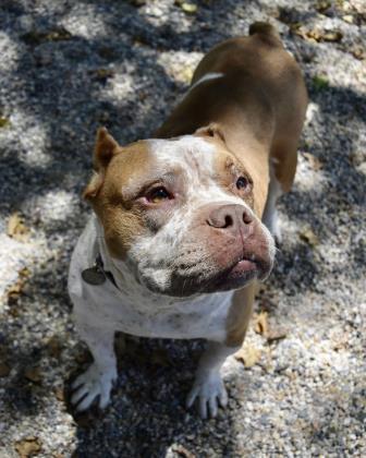 Enlarge Country Ham, a Adoptable mixed breed in Norfolk, VA image 1/1