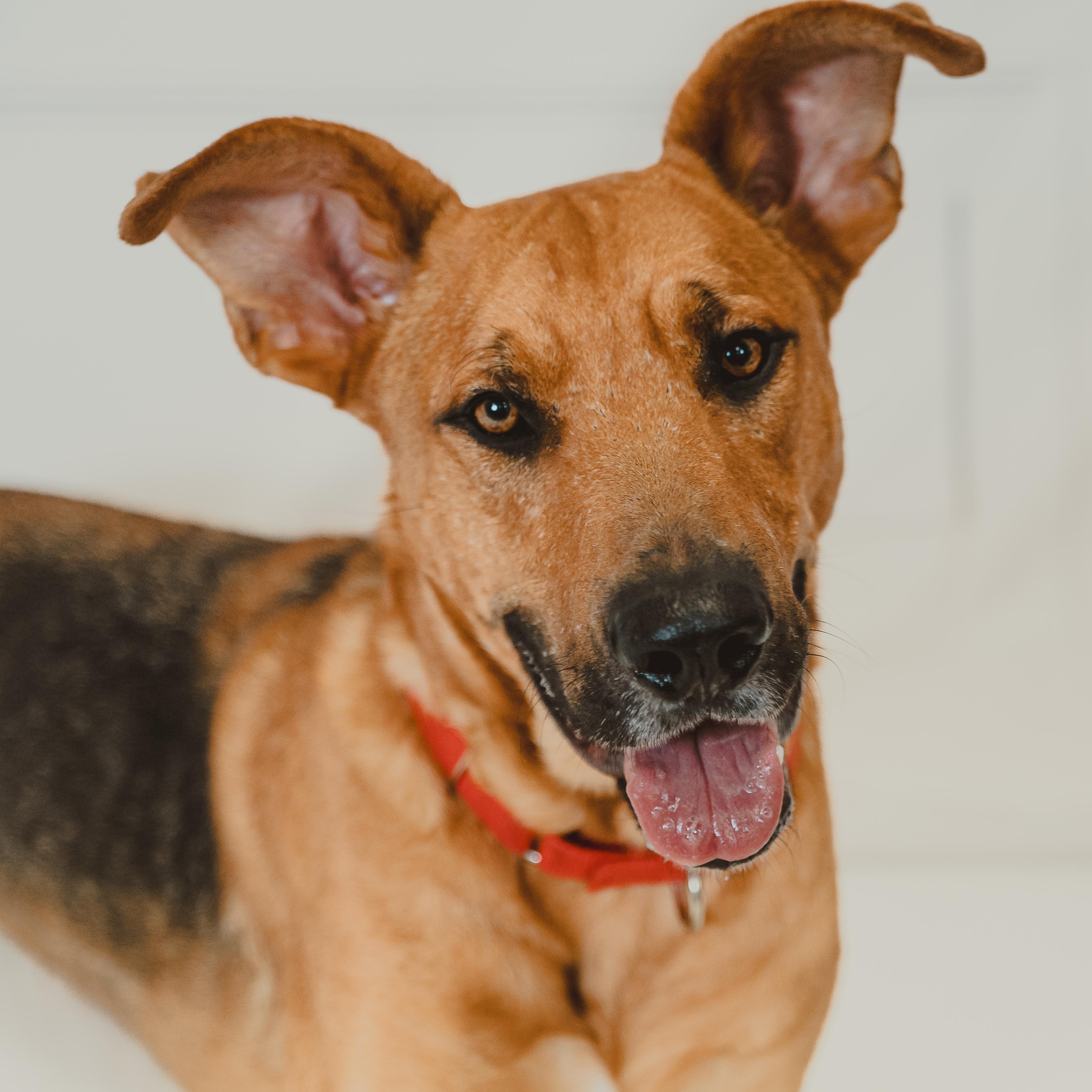 Enlarge Chance, a Adoptable mixed breed in Des Moines, IA image 2/6