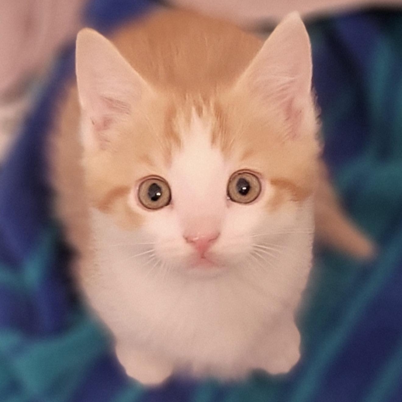 Gordon, adopted, Kitten Male Domestic Short Hair.