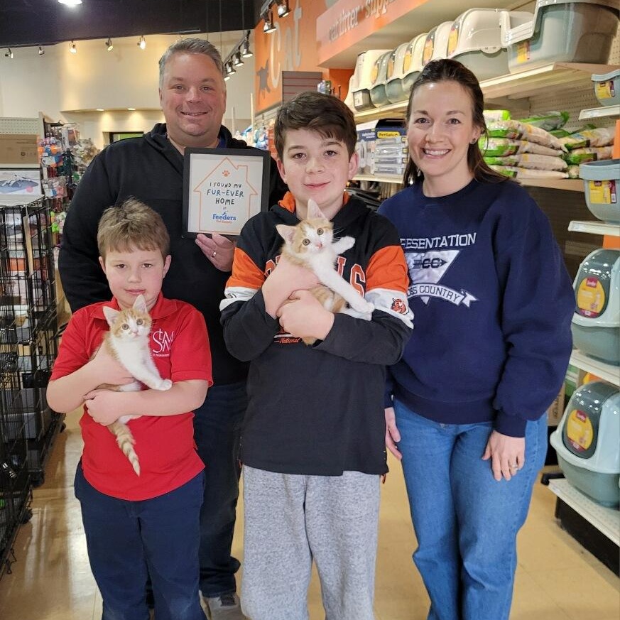 Enlarge Gordon, an adopted Domestic Short Hair in Louisville, KY image 2/2