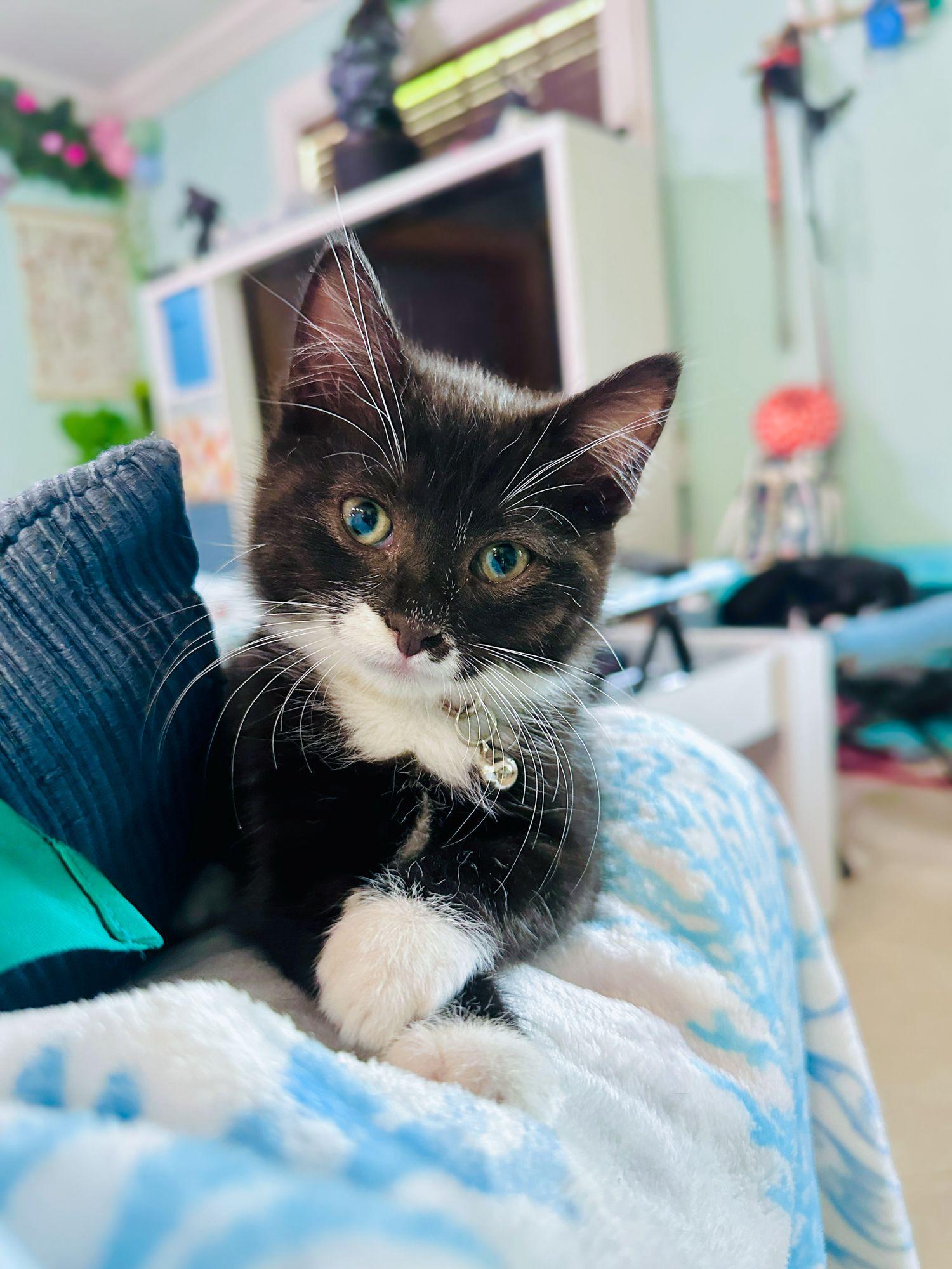 Enlarge Ada, a Adoptable Tuxedo in Kissimmee, FL image 4/4