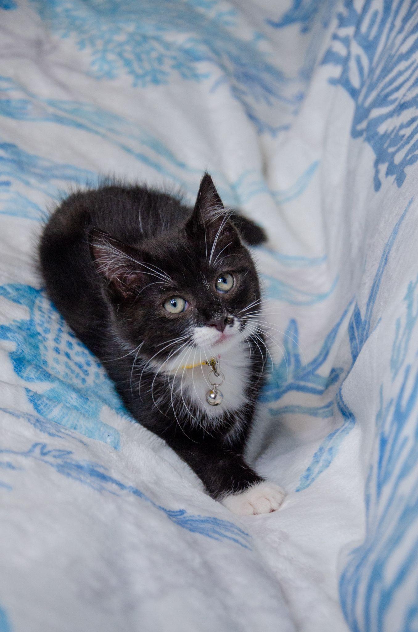 Ada, Adoptable, Kitten Female Tuxedo.