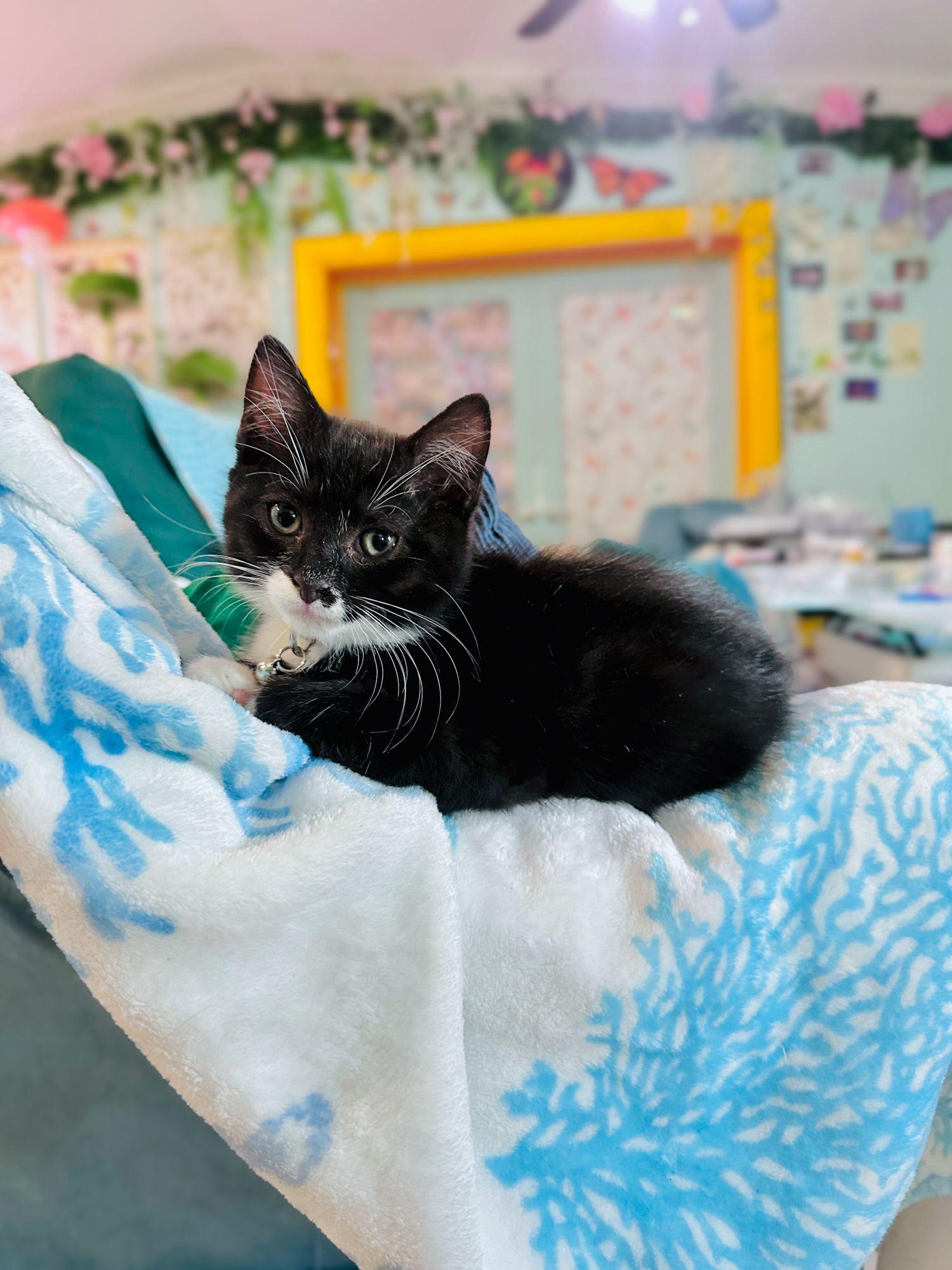 Enlarge Ada, a Adoptable Tuxedo in Kissimmee, FL image 3/4