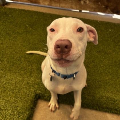 Angel, Adoptable, Young Female Mixed Breed & Mixed Breed.