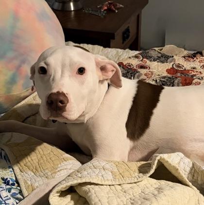 Enlarge Angel, a Adoptable mixed breed in Merriam, KS image 2/3