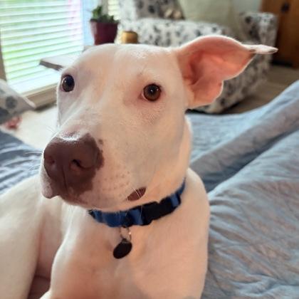 Enlarge Angel, a Adoptable mixed breed in Merriam, KS image 3/3