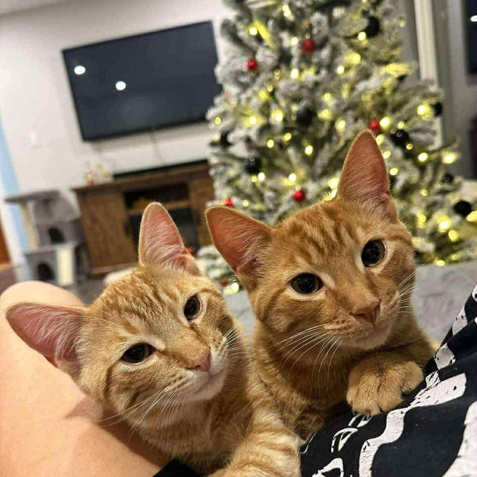 Crash & Eddie, Young Male unknown