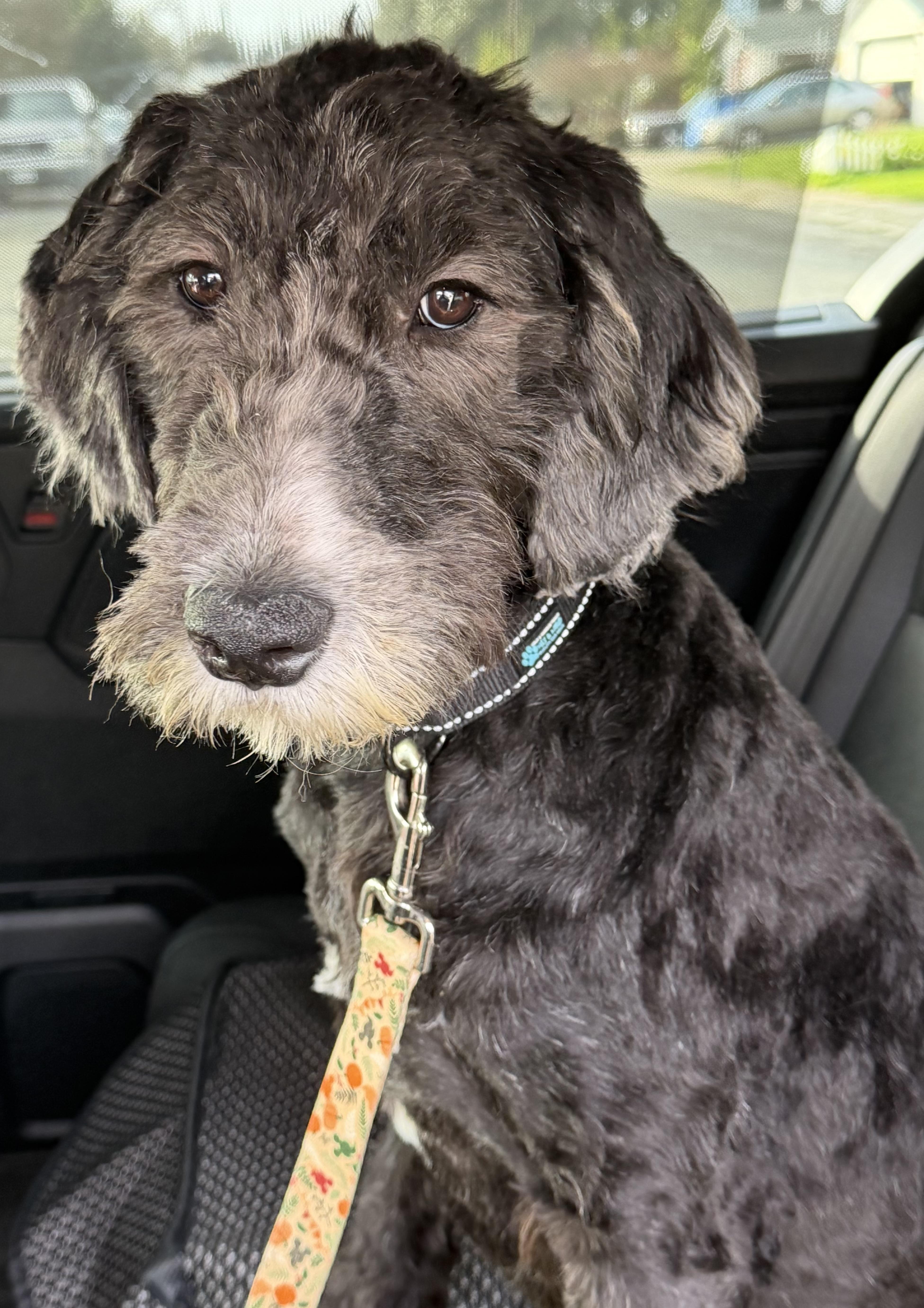 Enlarge Annie, a Adoptable mixed breed in Yuba City, CA image 5/5