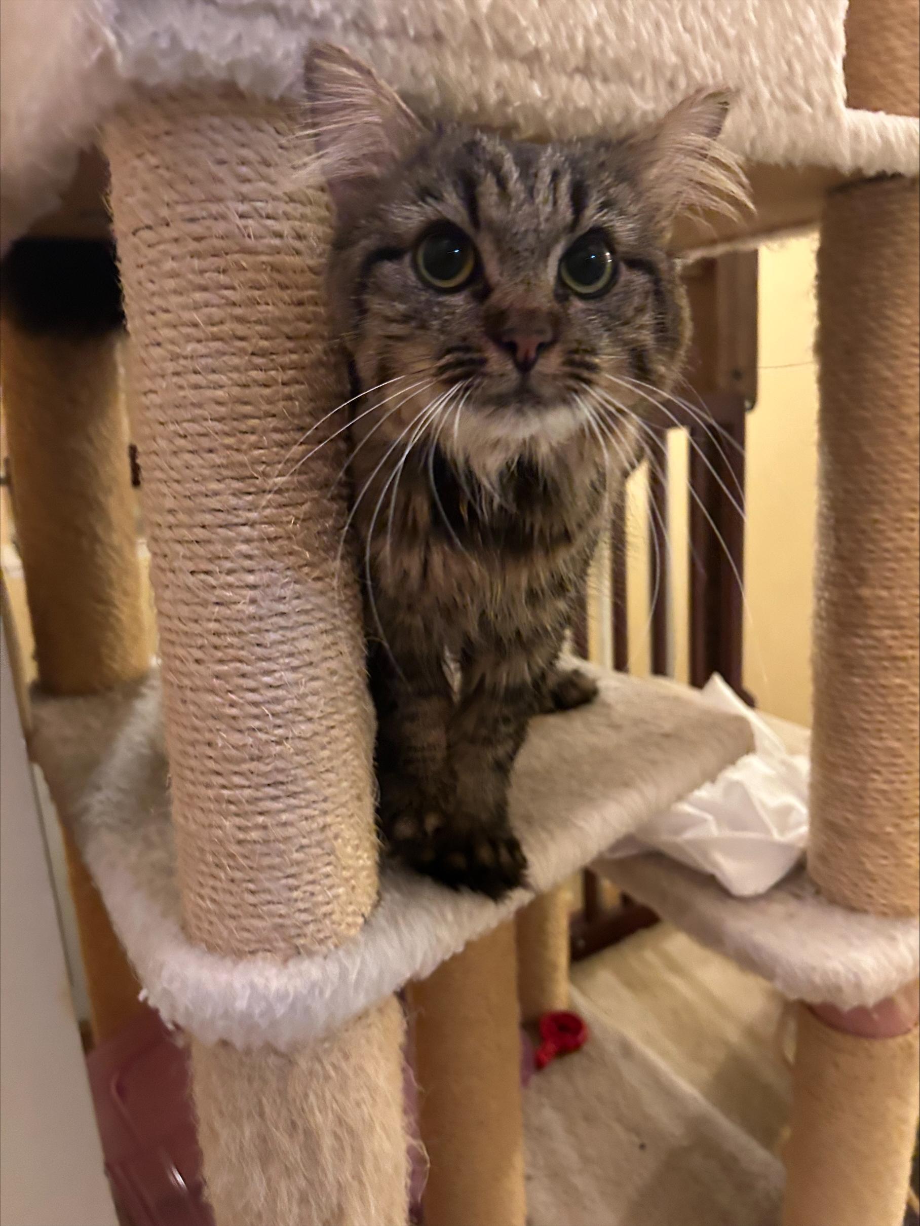 Sugarplum - SUPER MOM HEART WITH EXTRA TOES!, Adult Female Domestic Long Hair