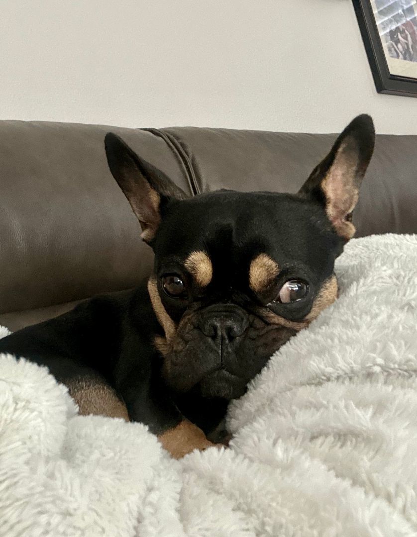 Tiny Carly, Adopted, Young Female French Bulldog.