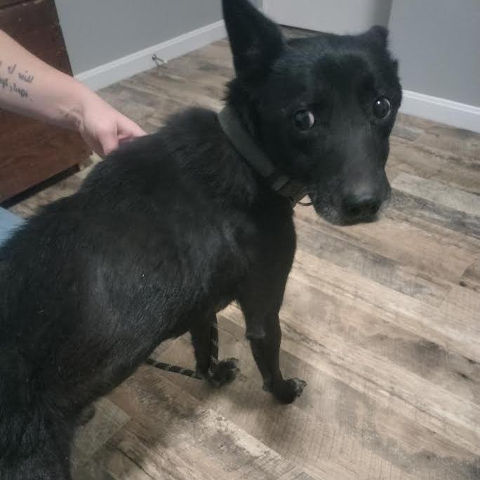 Widget, Adoptable, Young Male Mixed Breed & Cattle Dog.