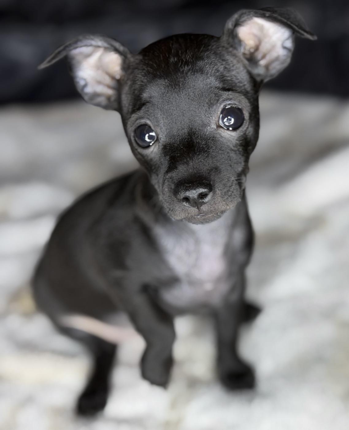 Enlarge Caterpillar, a Adoptable Chihuahua in Fort Worth, TX image 1/2