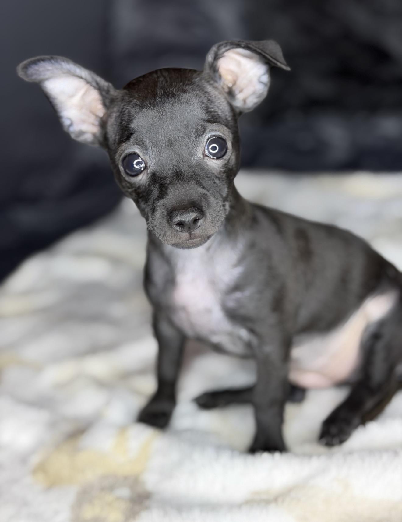 Enlarge Caterpillar, a Adoptable Chihuahua in Fort Worth, TX image 2/2