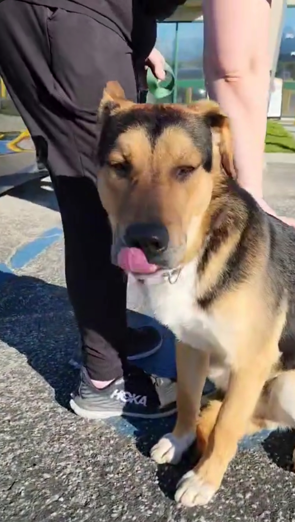 FINN, Adopted, Puppy Male German Shepherd Dog.