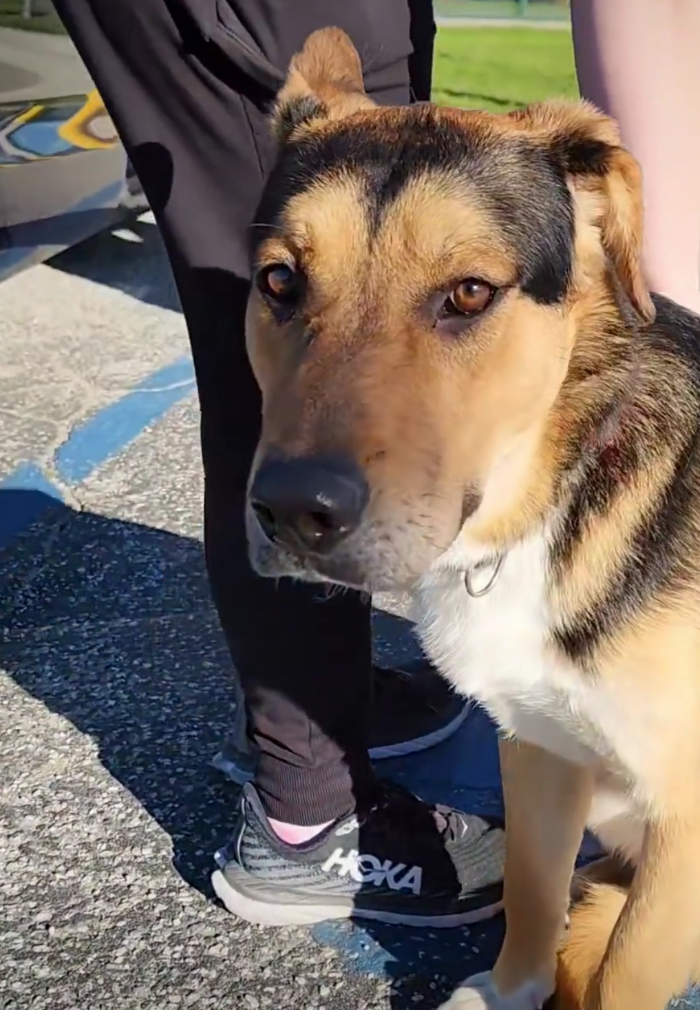 FINN, a Adopted German Shepherd Dog in riverside, CA image 2/5