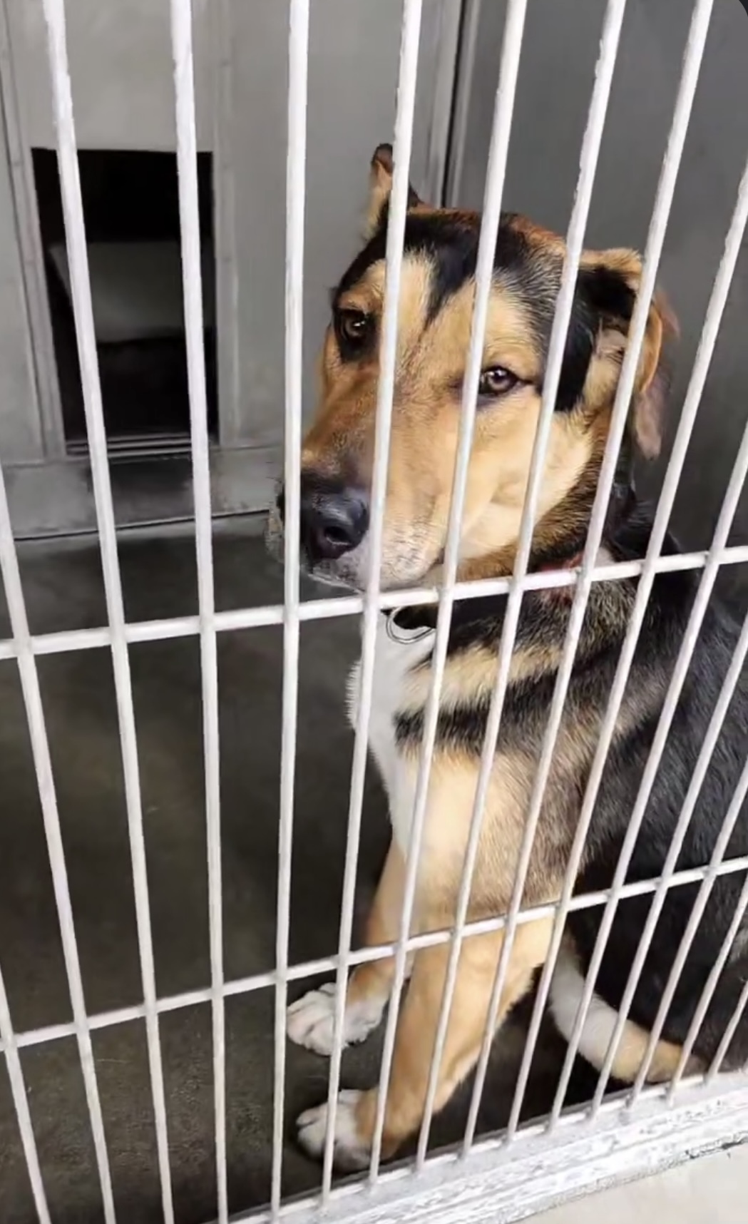 FINN, a Adopted German Shepherd Dog in riverside, CA image 3/5