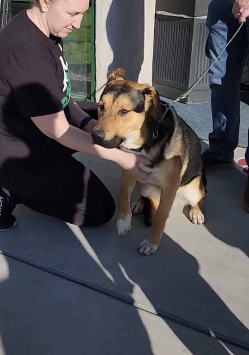 FINN, a Adopted German Shepherd Dog in riverside, CA image 4/5
