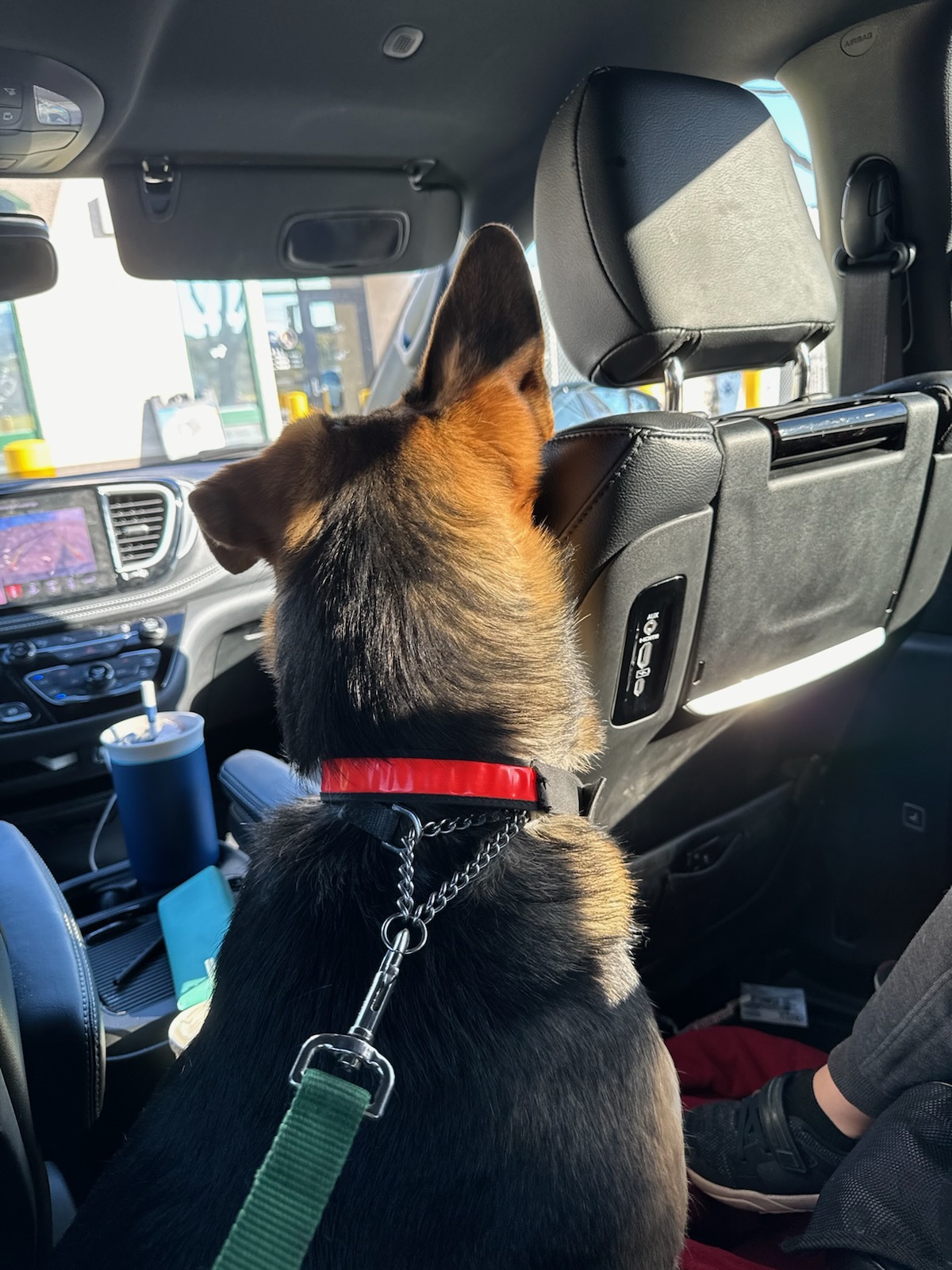 FINN, a Adopted German Shepherd Dog in riverside, CA image 5/5