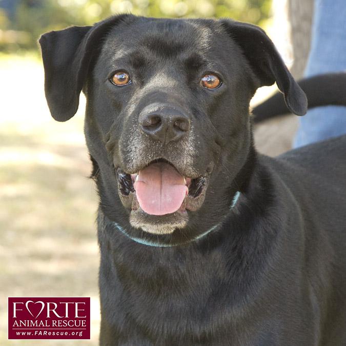 Enlarge Jack Black, a Adoptable mixed breed in Marina Del Rey, CA image 1/6