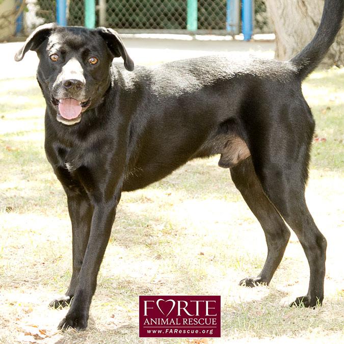 Enlarge Jack Black, a Adoptable mixed breed in Marina Del Rey, CA image 2/6