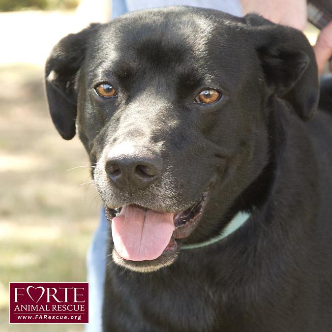 Enlarge Jack Black, a Adoptable mixed breed in Marina Del Rey, CA image 3/6