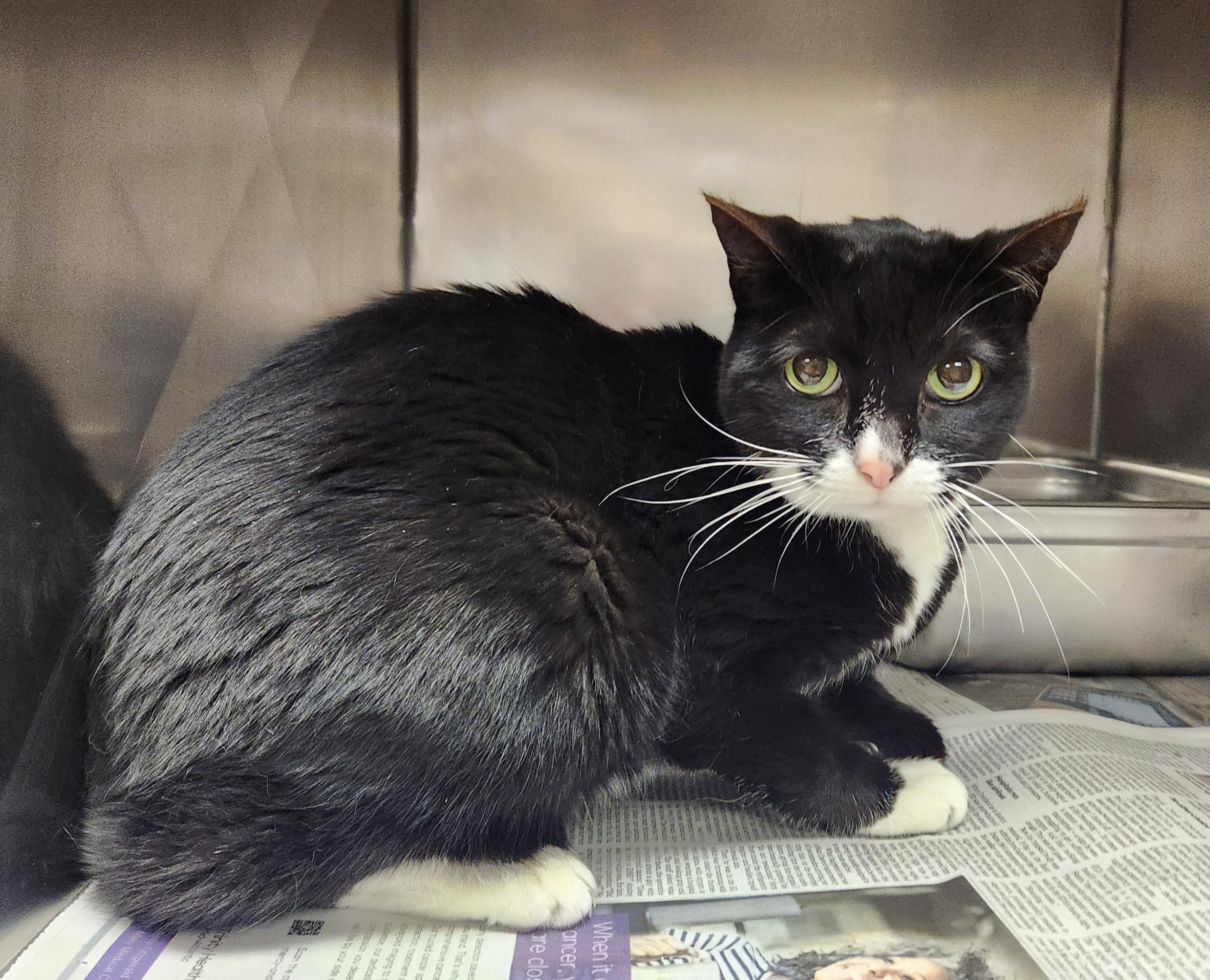 Polly, ADOPTABLE, Senior Female Domestic Short Hair.