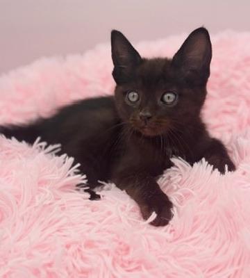 Weedle, a Adoptable Domestic Short Hair in Covington, LA image 2/4